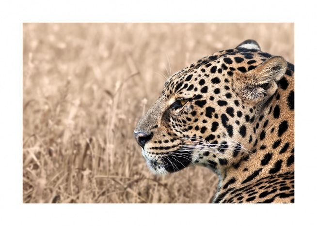 Persian Leopard Poster / Φωτογραφίες στο Desenio AB (12575)