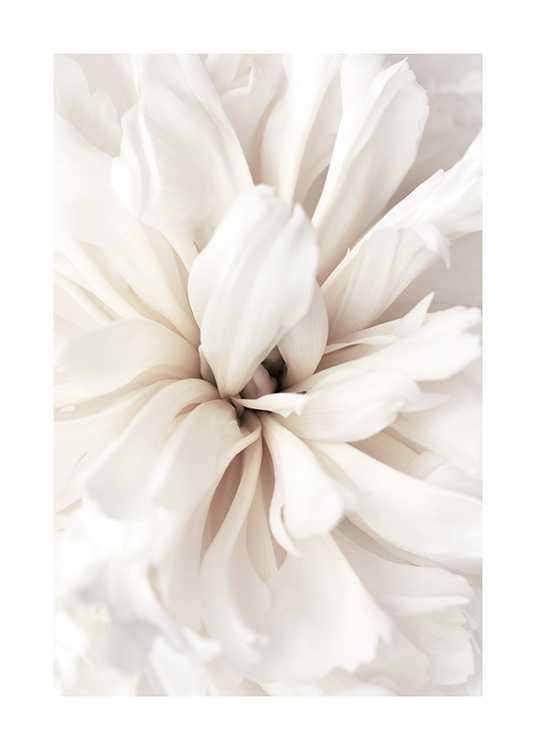  – Φωτογραφία με κοντινό πλάνο λουλουδιού με λευκά πέταλα