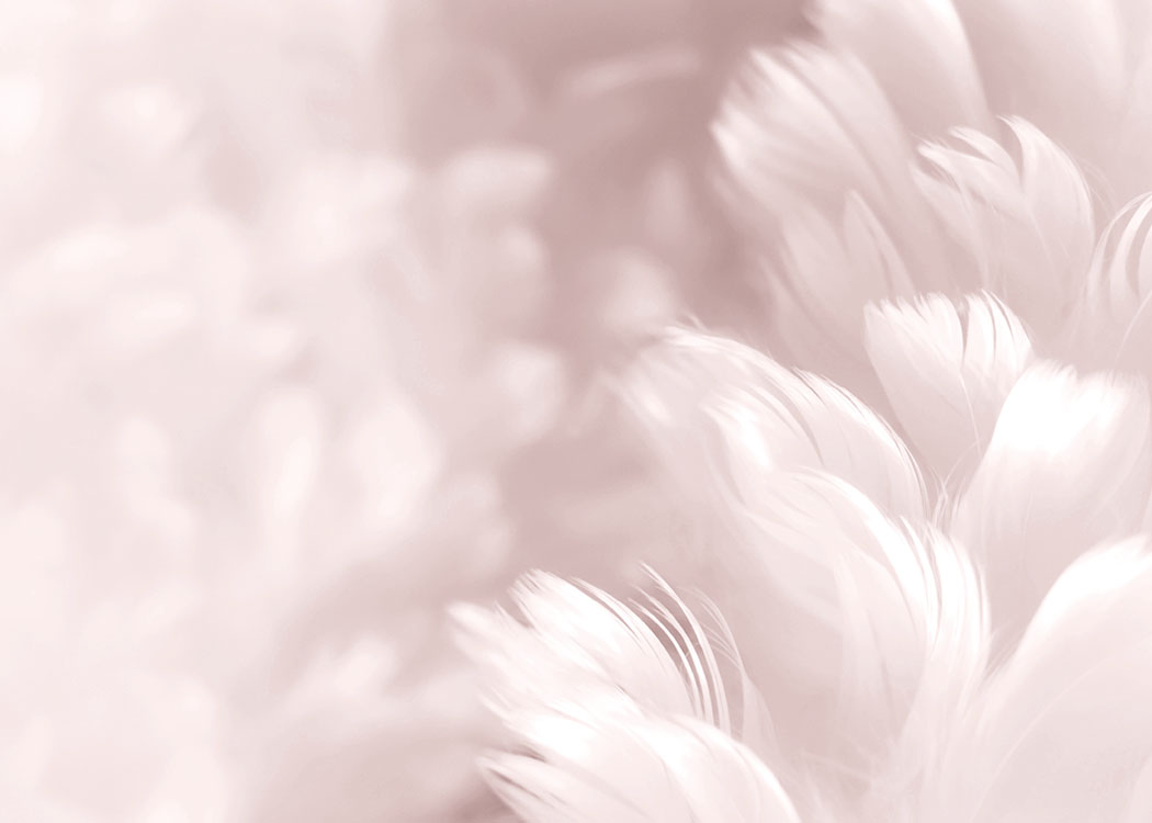 Fluffy Pink Feathers, Poster / Φωτογραφίες στο Desenio AB (8512)